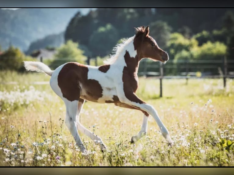 LIMITED DESIGN Arabian Partbred Stallion Tobiano-all-colors in Keutschach am See