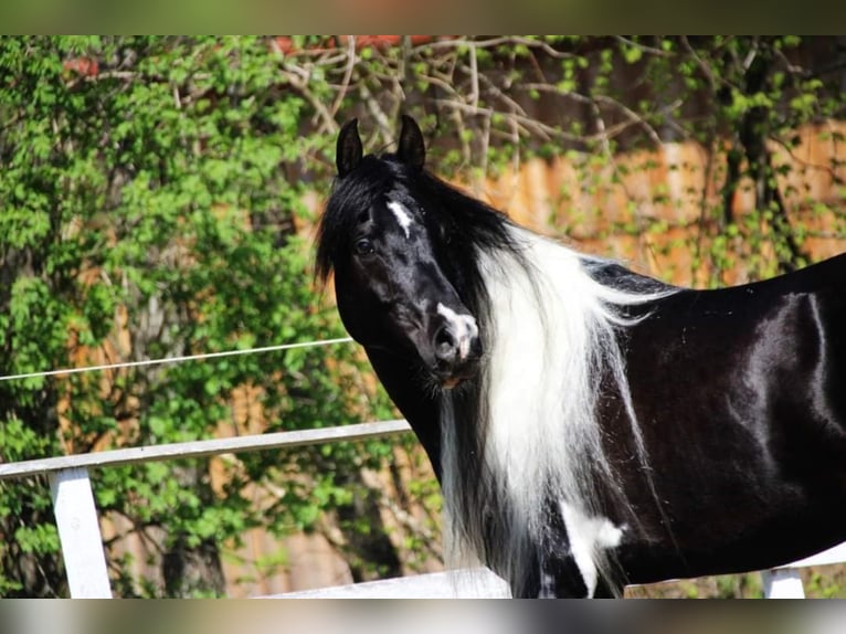 LIMITED DESIGN Arabian Partbred Stallion Tobiano-all-colors in Keutschach am See