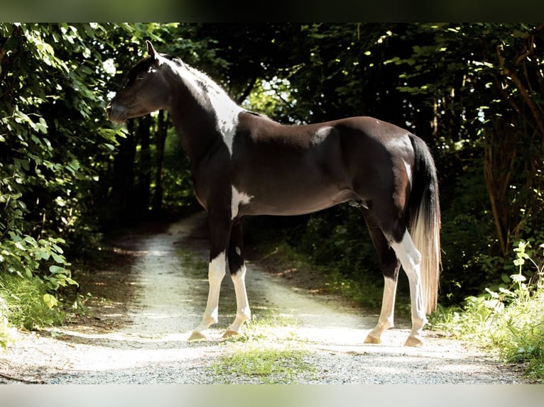 LIMITED DESIGN Mezzosangue Arabo Stallone Tobiano-tutti i colori in Keutschach am See