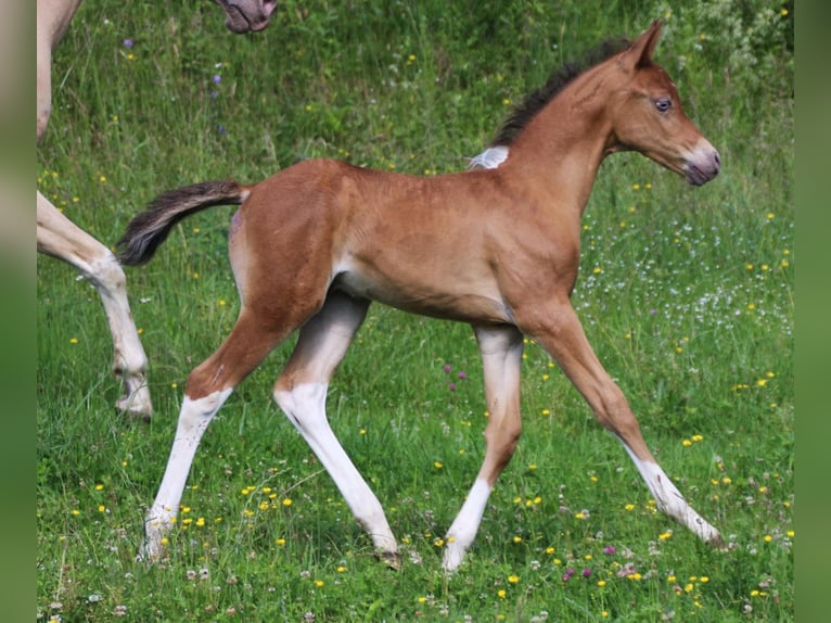 LIMITED DESIGN Mezzosangue Arabo Stallone Tobiano-tutti i colori in Keutschach am See