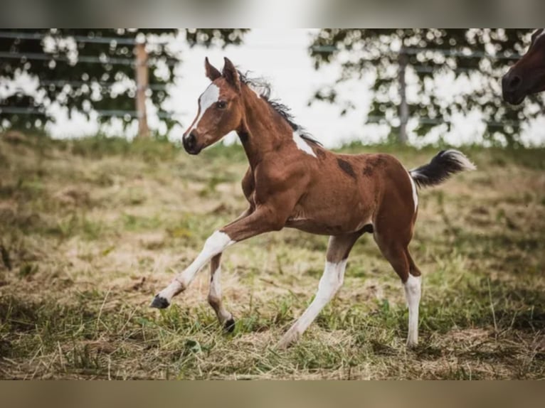 LIMITED DESIGN Mezzosangue Arabo Stallone Tobiano-tutti i colori in Keutschach am See