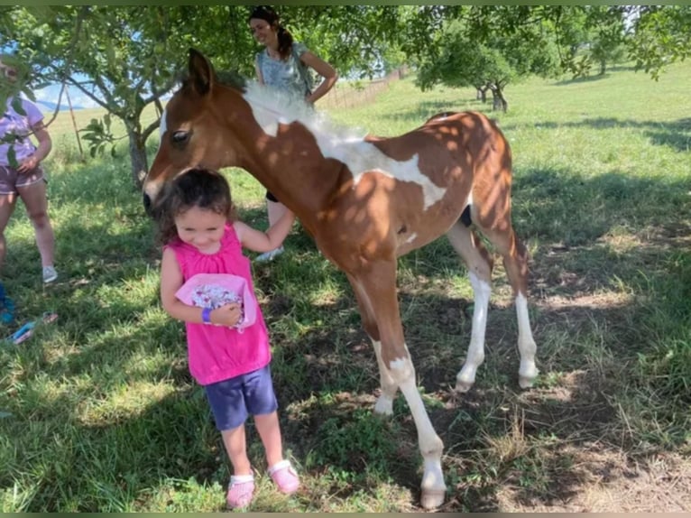 LIMITED DESIGN Mezzosangue Arabo Stallone Tobiano-tutti i colori in Keutschach am See