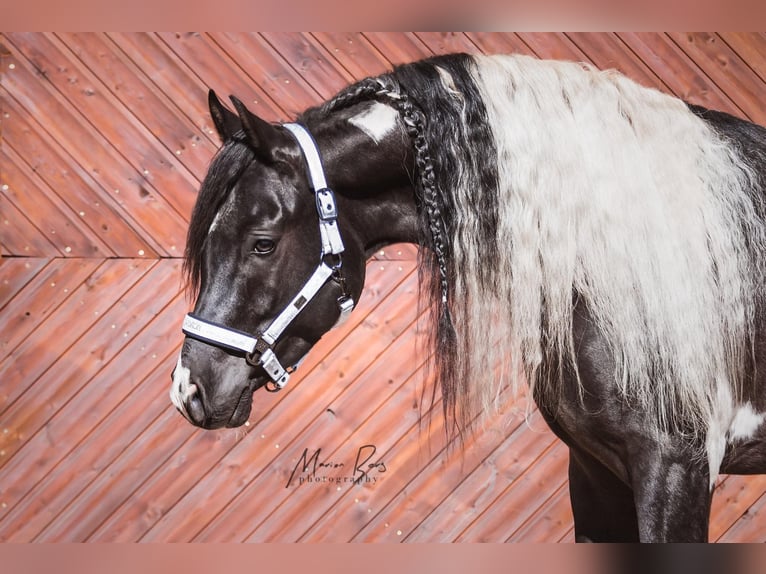 LIMITED DESIGN Mezzosangue Arabo Stallone Tobiano-tutti i colori in Keutschach am See