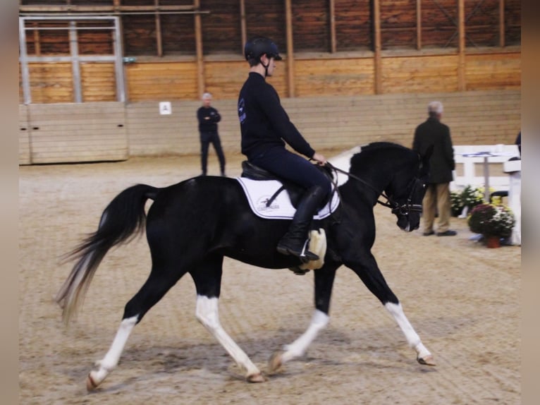 LIMITED DESIGN Mezzosangue Arabo Stallone Tobiano-tutti i colori in Keutschach am See