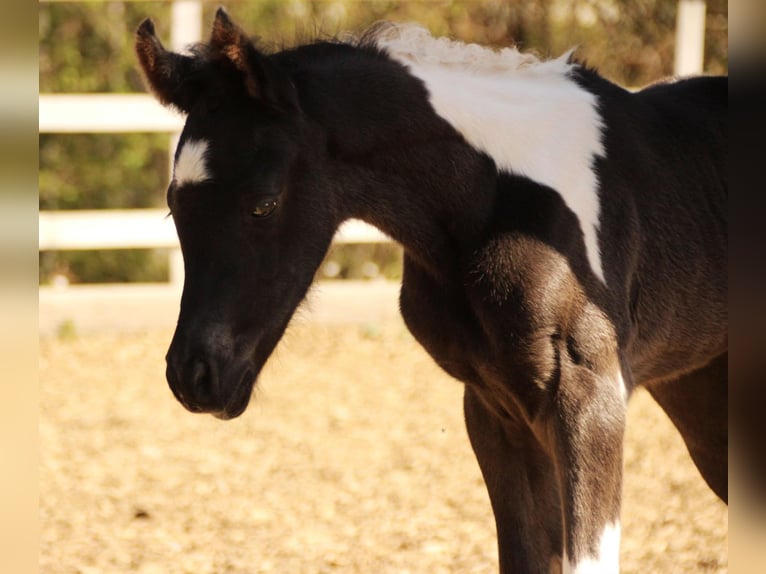 LIMITED DESIGN Mezzosangue Arabo Stallone Tobiano-tutti i colori in Keutschach am See