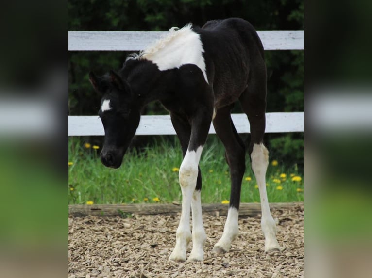 LIMITED DESIGN Mezzosangue Arabo Stallone Tobiano-tutti i colori in Keutschach am See