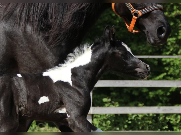 LIMITED DESIGN Mezzosangue Arabo Stallone Tobiano-tutti i colori in Keutschach am See