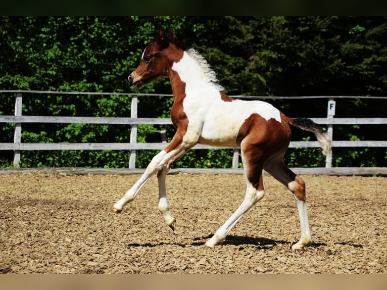 LIMITED DESIGN Mezzosangue Arabo Stallone Tobiano-tutti i colori in Keutschach am See