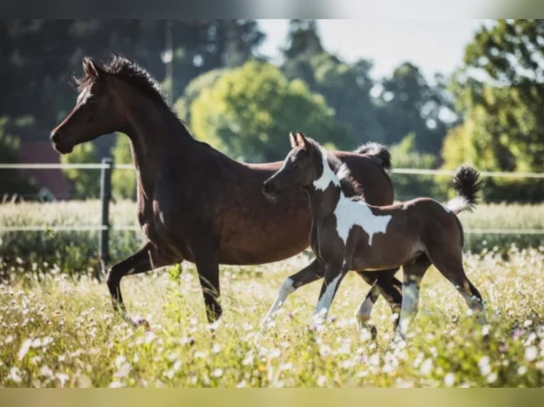 LIMITED DESIGN Mezzosangue Arabo Stallone Tobiano-tutti i colori in Keutschach am See