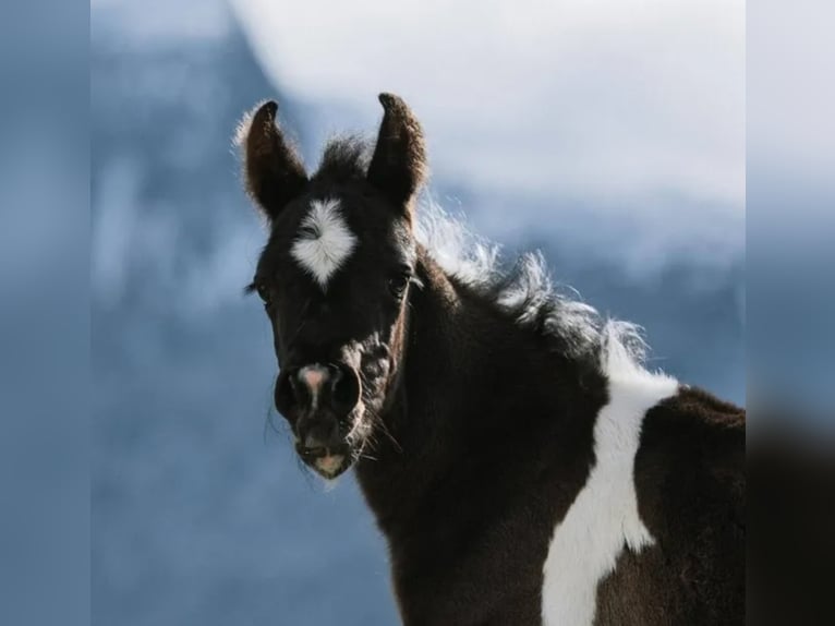 LIMITED DESIGN Mezzosangue Arabo Stallone Tobiano-tutti i colori in Keutschach am See