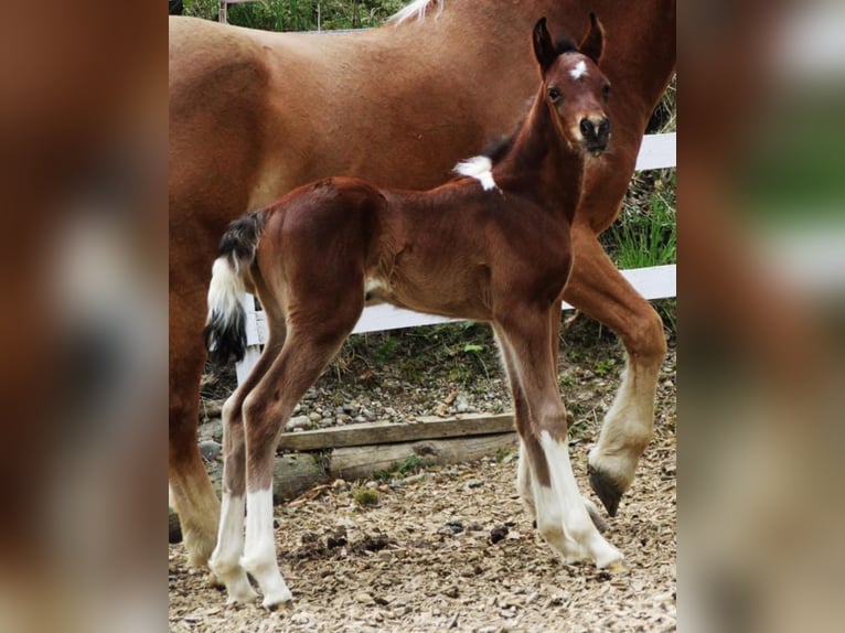 LIMITED DESIGN Mezzosangue Arabo Stallone Tobiano-tutti i colori in Keutschach am See