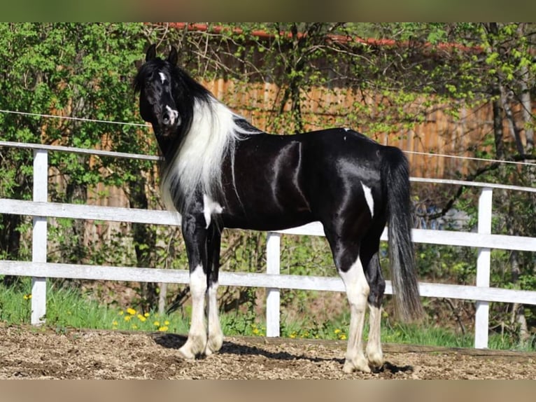 LIMITED DESIGN Mezzosangue Arabo Stallone Tobiano-tutti i colori in Keutschach am See