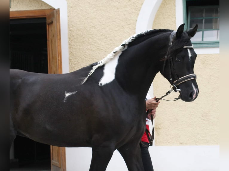 LIMITED DESIGN Mezzosangue Arabo Stallone Tobiano-tutti i colori in Keutschach am See