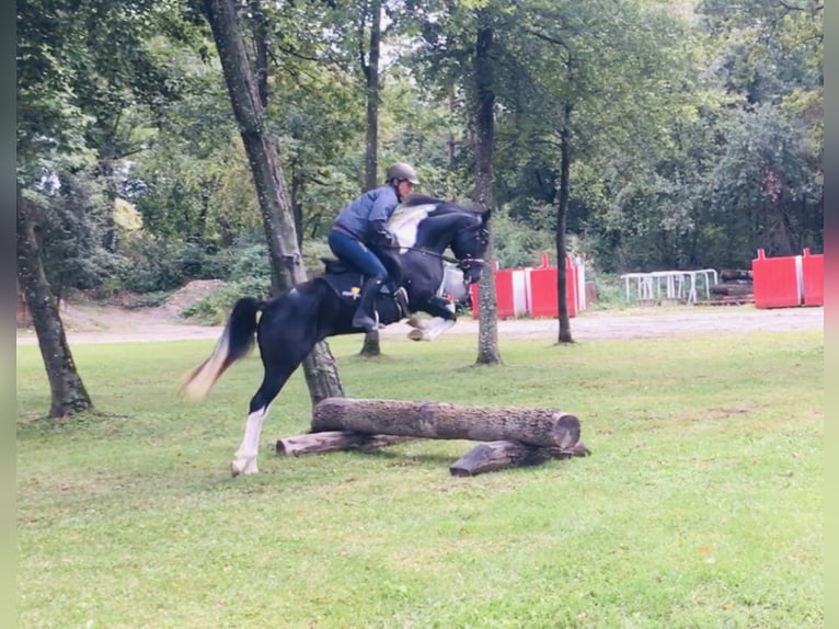 LIMITED DESIGN Mezzosangue Arabo Stallone Tobiano-tutti i colori in Keutschach am See