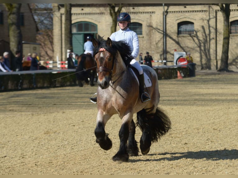LINDOR Renano Stallone in Warendorf