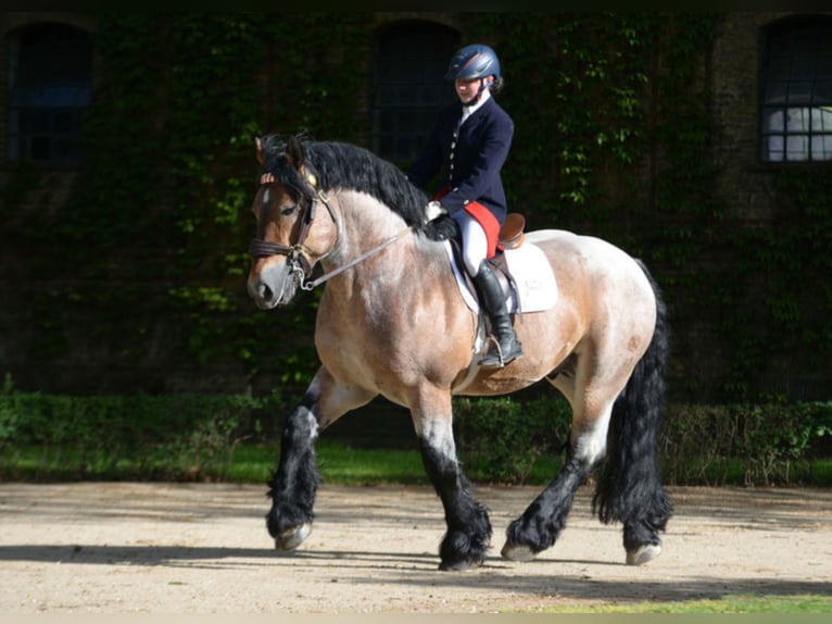 LINDOR Renano Stallone in Warendorf