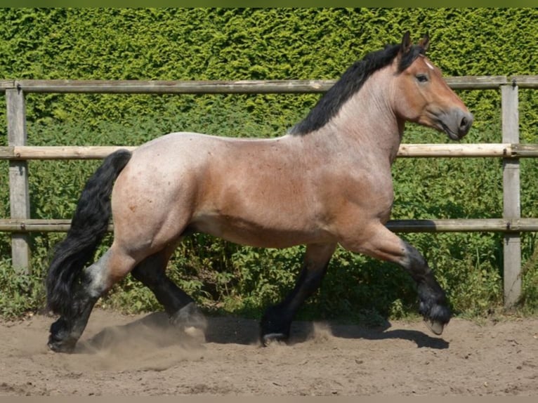 LINDOR Reńsko-niemiecki koń zimnokrwisty Ogier Formy Brown Falb in Warendorf