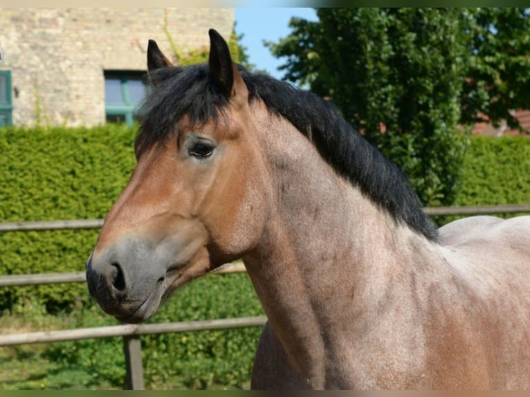 LINDOR Rijnlandse Duitse Koudbloed Hengst in Warendorf