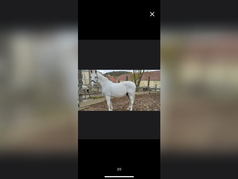 Lipizzan Étalon 13 Ans 156 cm Blanc in Sieghartskirchen