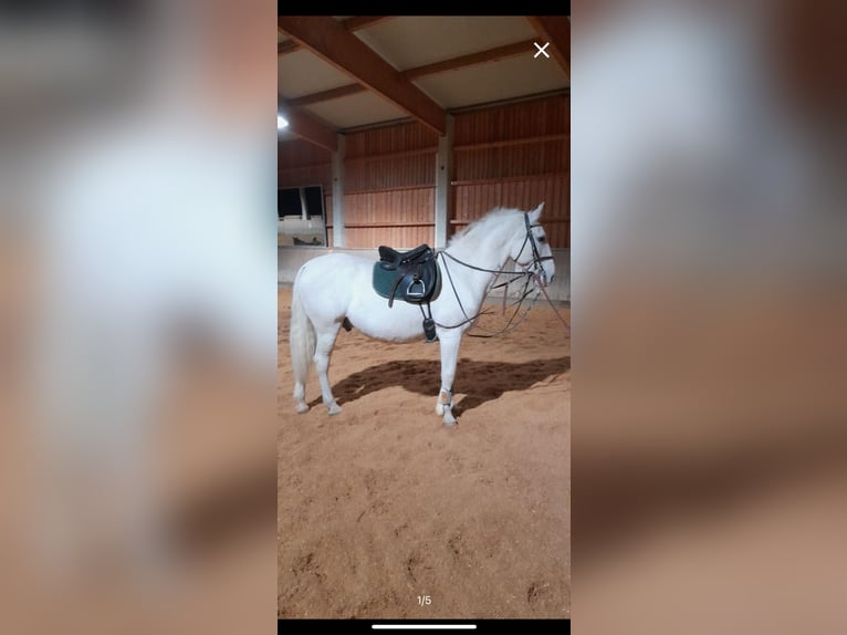 Lipizzan Étalon 13 Ans 156 cm Blanc in Sieghartskirchen