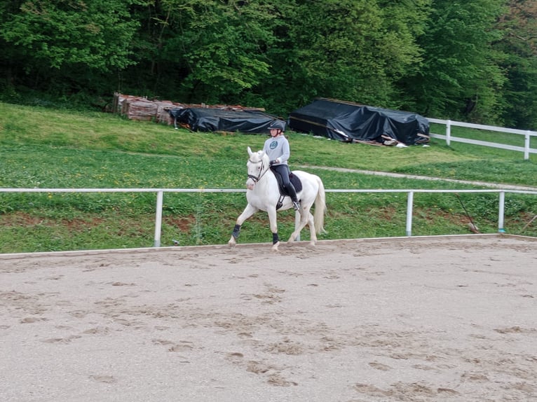 Lipizzan Étalon 14 Ans 158 cm Gris in Ferlach