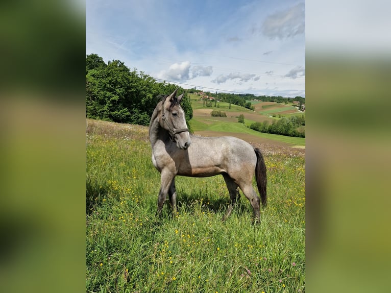 Lipizzan Étalon 1 Année 145 cm Gris in Jurovski Dol