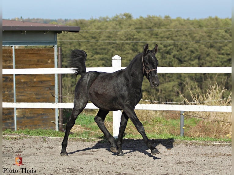 Lipizzan Étalon 1 Année 155 cm Gris in Trnovska vas