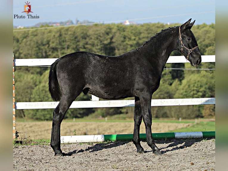 Lipizzan Étalon 1 Année 155 cm Gris in Trnovska vas