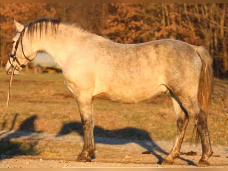 Lipizzan Étalon 1 Année 158 cm Gris in Heiligenbrunn