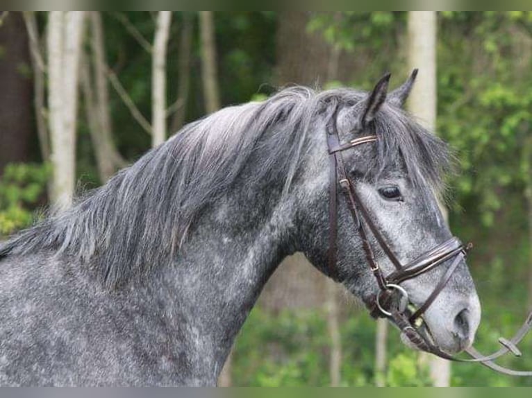 Lipizzan Étalon 1 Année 158 cm Gris in Heiligenbrunn