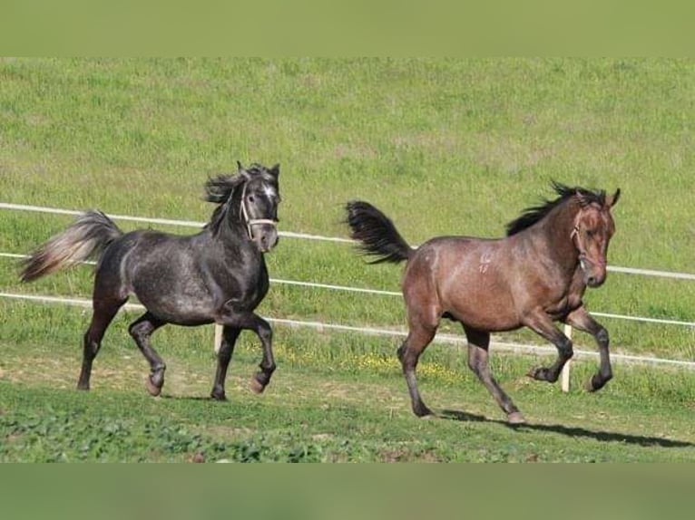 Lipizzan Étalon 1 Année 158 cm Gris in Heiligenbrunn