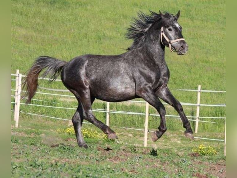 Lipizzan Étalon 1 Année 158 cm Gris in Heiligenbrunn