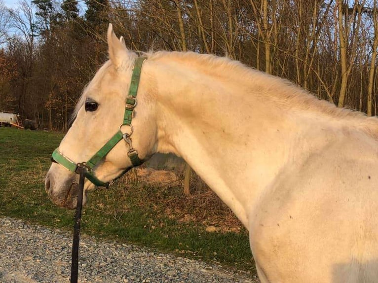 Lipizzan Étalon 1 Année 158 cm Gris in Heiligenbrunn