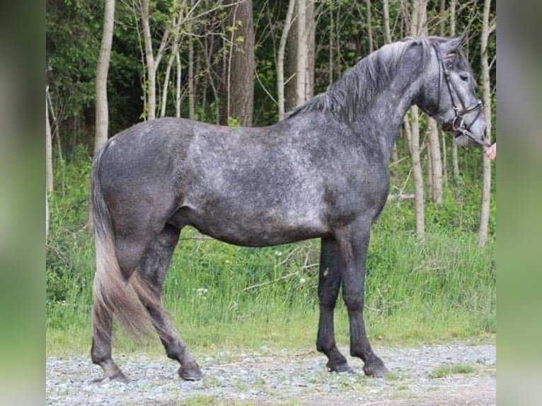 Lipizzan Étalon 1 Année 158 cm Gris in Heiligenbrunn