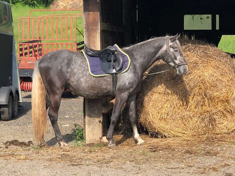 Lipizzan Étalon 1 Année 158 cm Gris in Heiligenbrunn