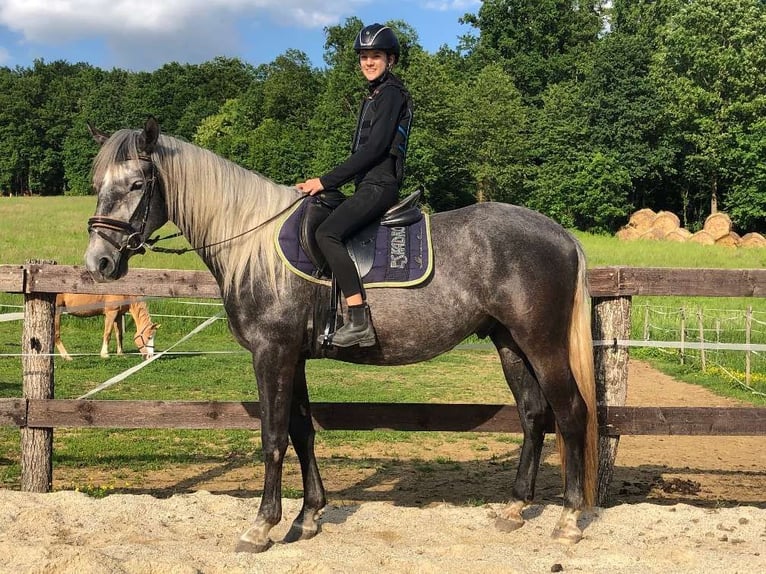 Lipizzan Étalon 1 Année 158 cm Gris in Heiligenbrunn