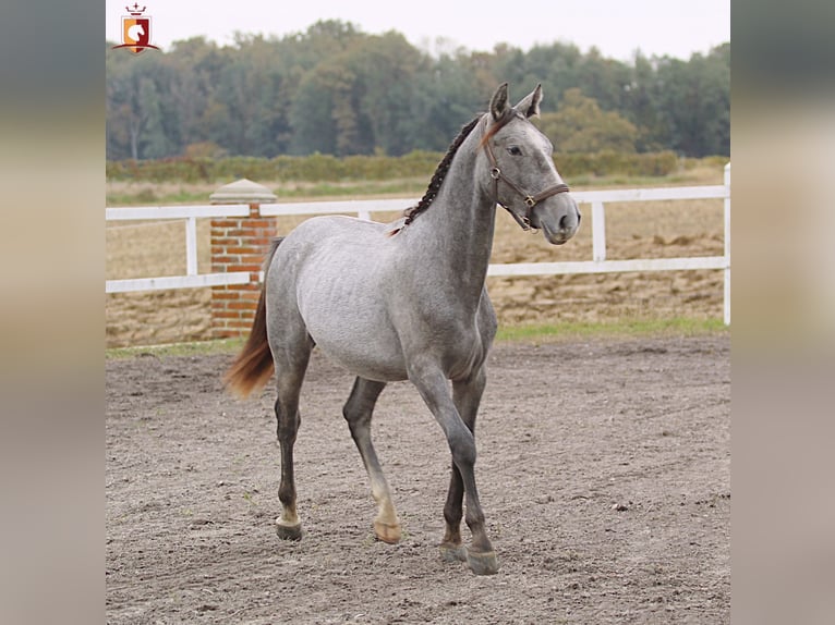 Lipizzan Étalon 1 Année 160 cm Gris in Trnovska Vas