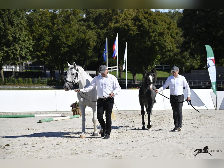 Lipizzan Étalon 1 Année 160 cm Gris in Slovenske Konjice