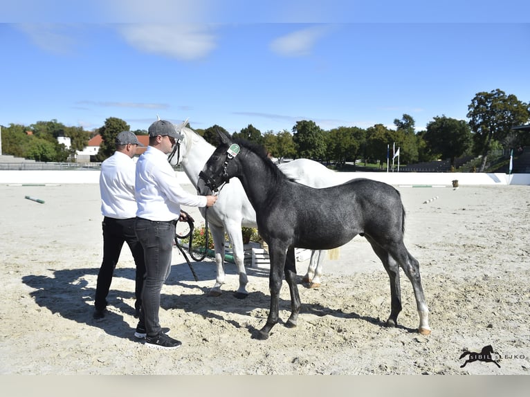Lipizzan Étalon 1 Année 160 cm Gris in Slovenske Konjice
