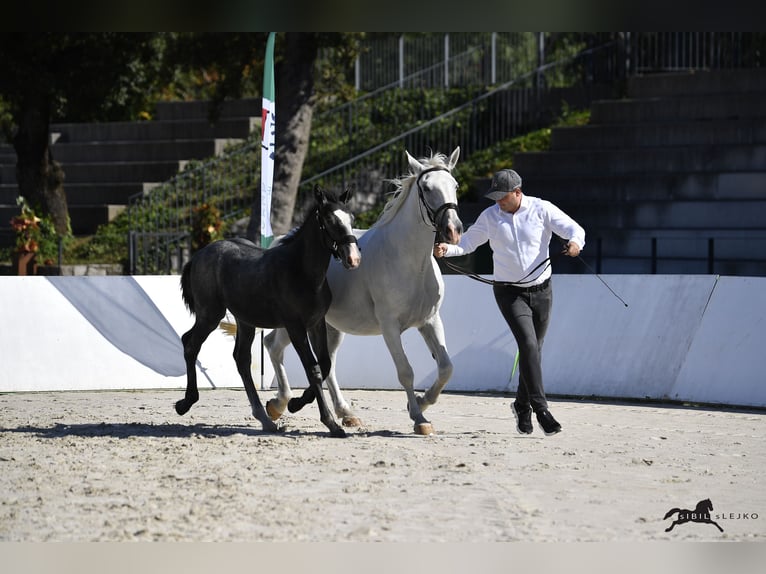 Lipizzan Étalon 1 Année 160 cm Gris in Slovenske Konjice