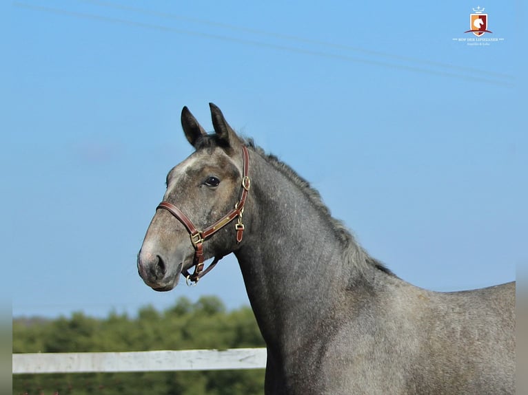 Lipizzan Étalon 1 Année 163 cm Gris in Trnovska Vas