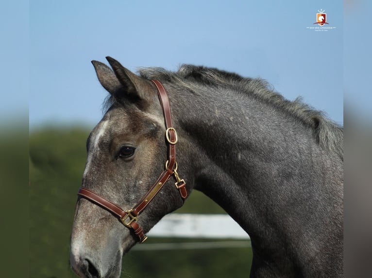Lipizzan Étalon 1 Année 163 cm Gris in Trnovska Vas
