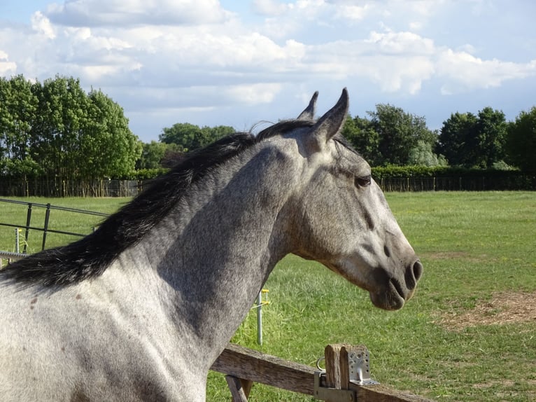 Lipizzan Étalon 2 Ans 150 cm Gris noir in Meulebeke