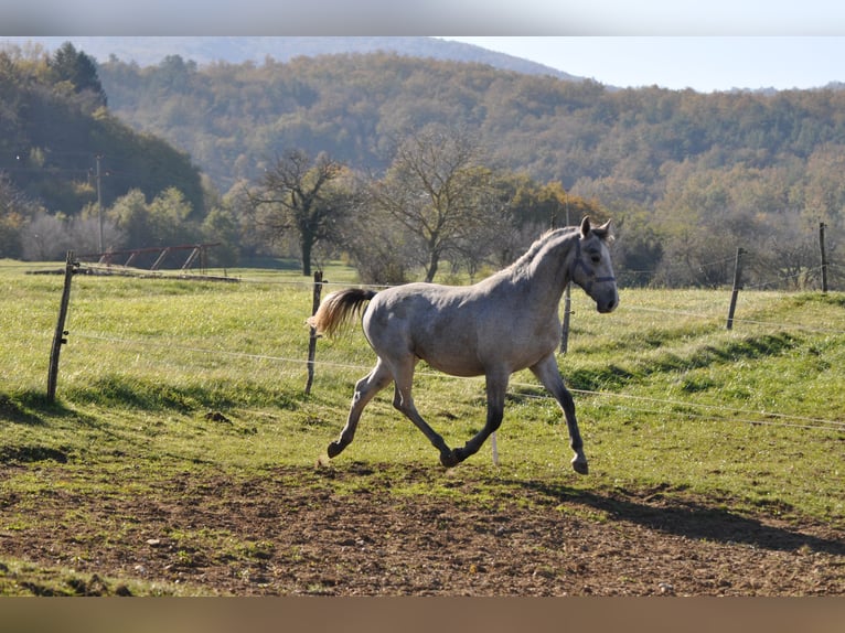 Lipizzan Étalon 2 Ans 153 cm Gris in Vremski Britof