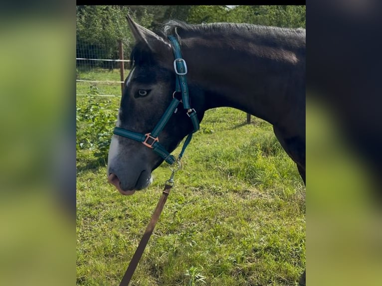 Lipizzan Croisé Étalon 2 Ans 155 cm Gris noir in Rechnitz