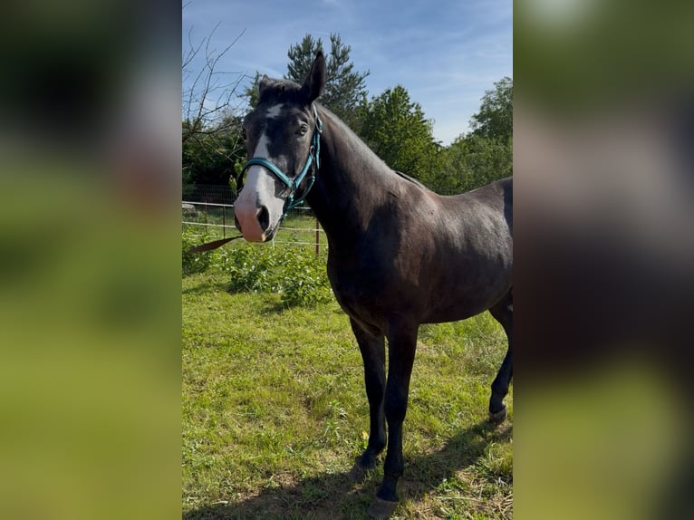 Lipizzan Croisé Étalon 2 Ans 155 cm Gris noir in Rechnitz