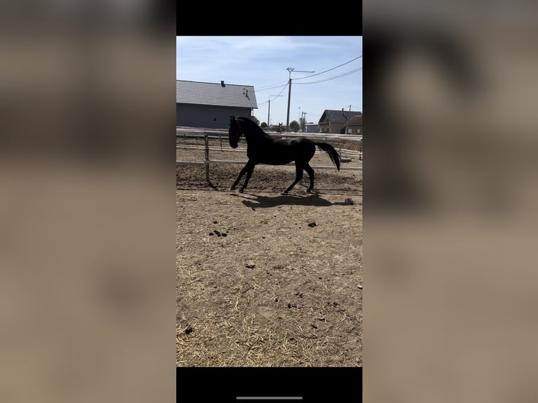 Lipizzan Étalon 2 Ans 155 cm Noir in 32275