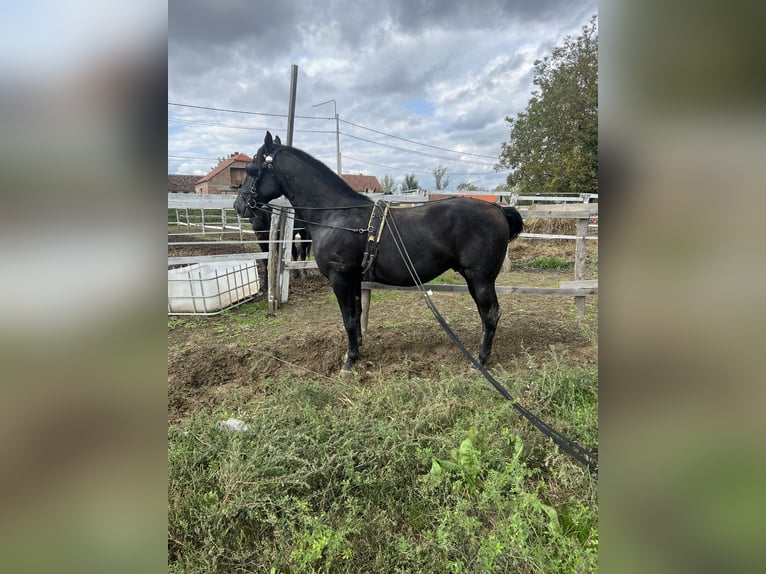 Lipizzan Étalon 2 Ans 155 cm Noir in 32275