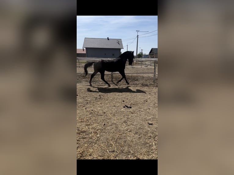 Lipizzan Étalon 2 Ans 155 cm Noir in 32275