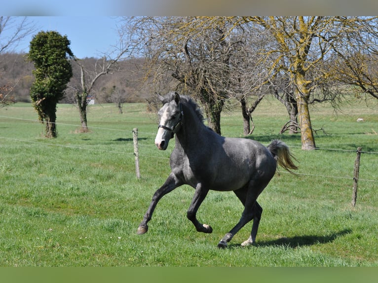 Lipizzan Étalon 3 Ans 153 cm Gris pommelé in Vremski Britof